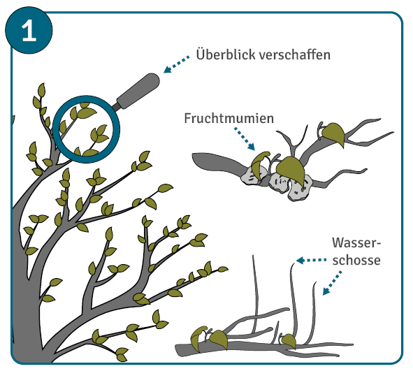 Bäume schneiden Überblick