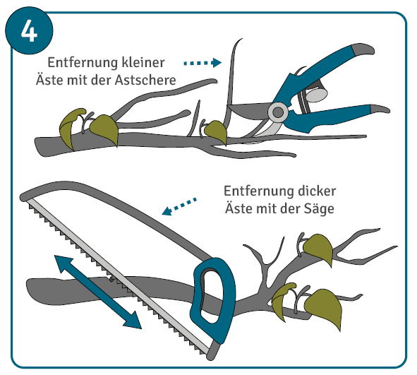 Bäume richtig schneiden Anleitung