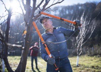 Baumschnitt: Baume richtig schneiden und pflegen